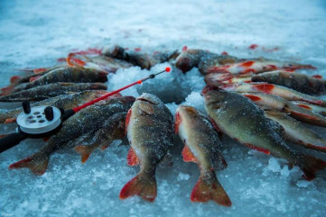 приглашаем на открытое первенство по зимней рыбалке "Золотой окунь 2023" - фото - 1